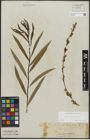 Foto von Salix purpurea L.